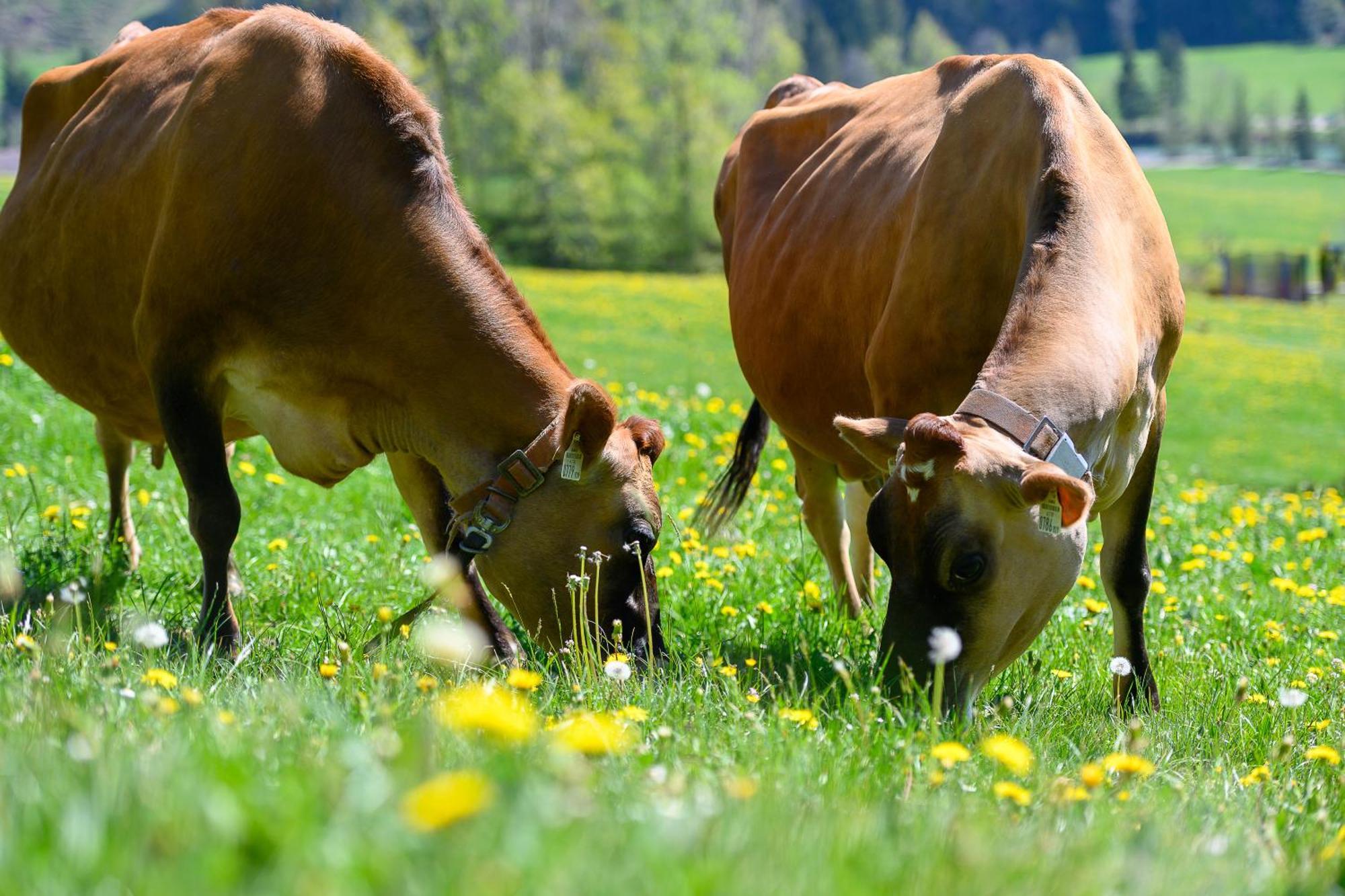 Ferienhof Duerlinde Hittisau Dış mekan fotoğraf