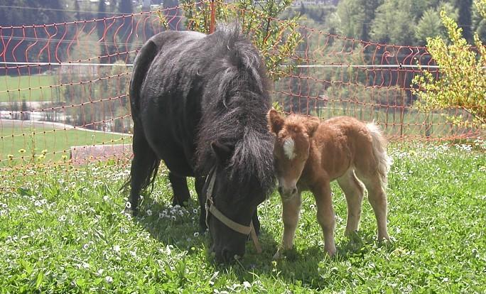 Ferienhof Duerlinde Hittisau Dış mekan fotoğraf